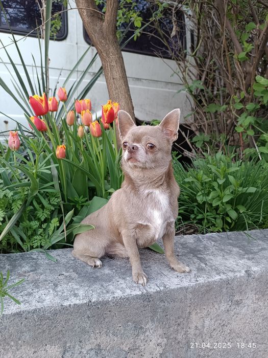 Ліловий "Лімон"для в'язки, чіхуа, FCI