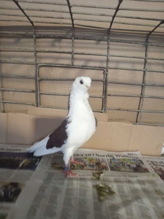 Mewka/Mewki: PARA i SAMIEC (160 zł/para, 70 zł/samiec)