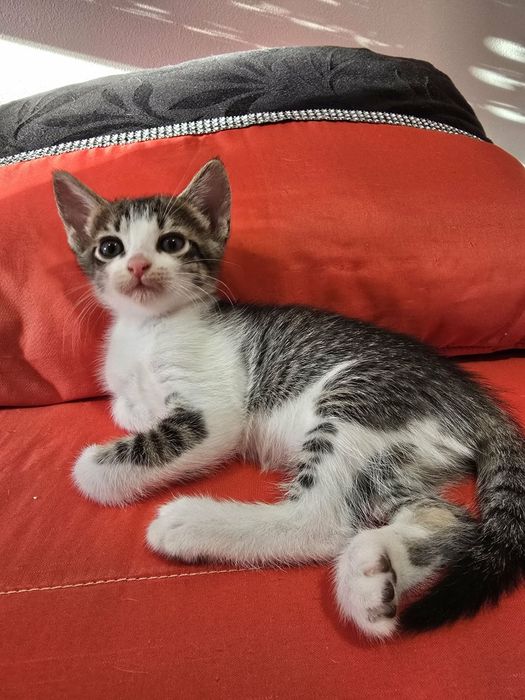 Gatinhos para adoção