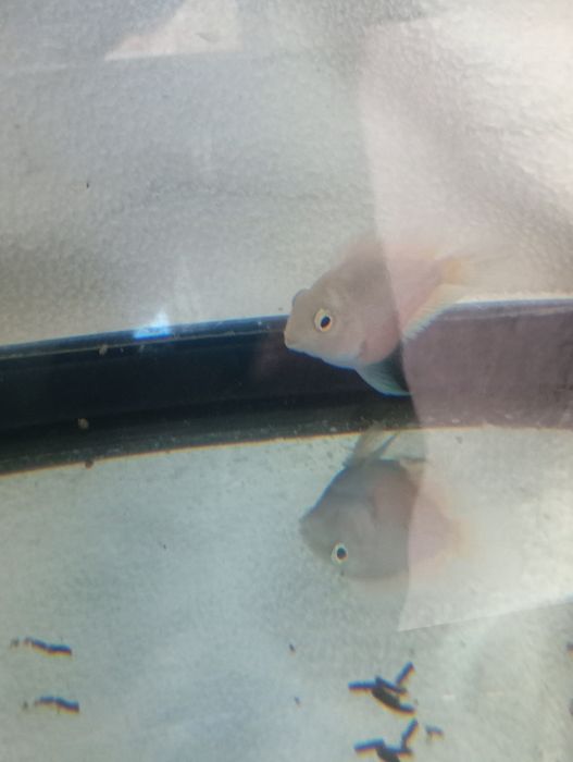 Tenho 3 peixes para troca de outros peixes ou pássaros ou venda urgente