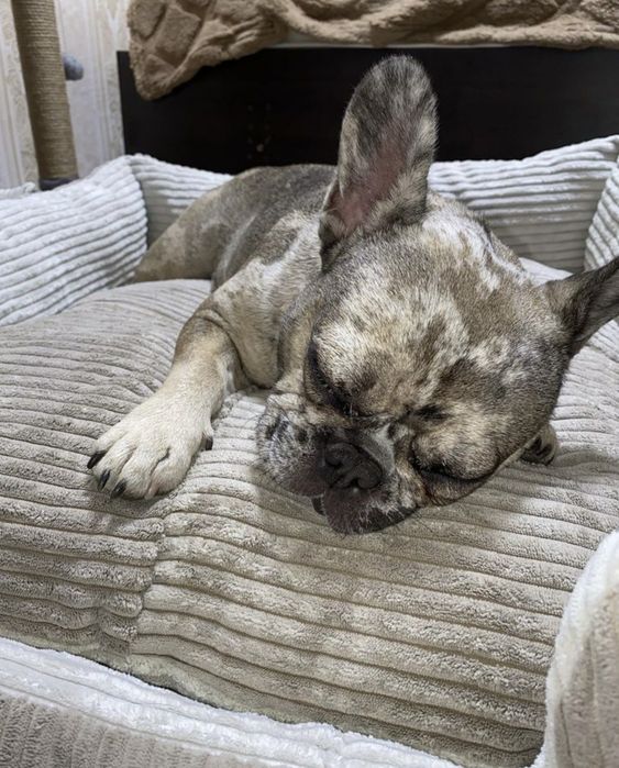 Лежанка для улюбленців “Квадрат “