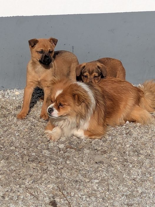 Małe pieski szczeniaki