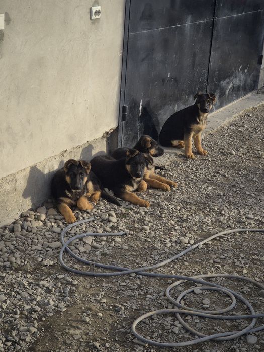 Продам цуценят породи Німецька вівчарка