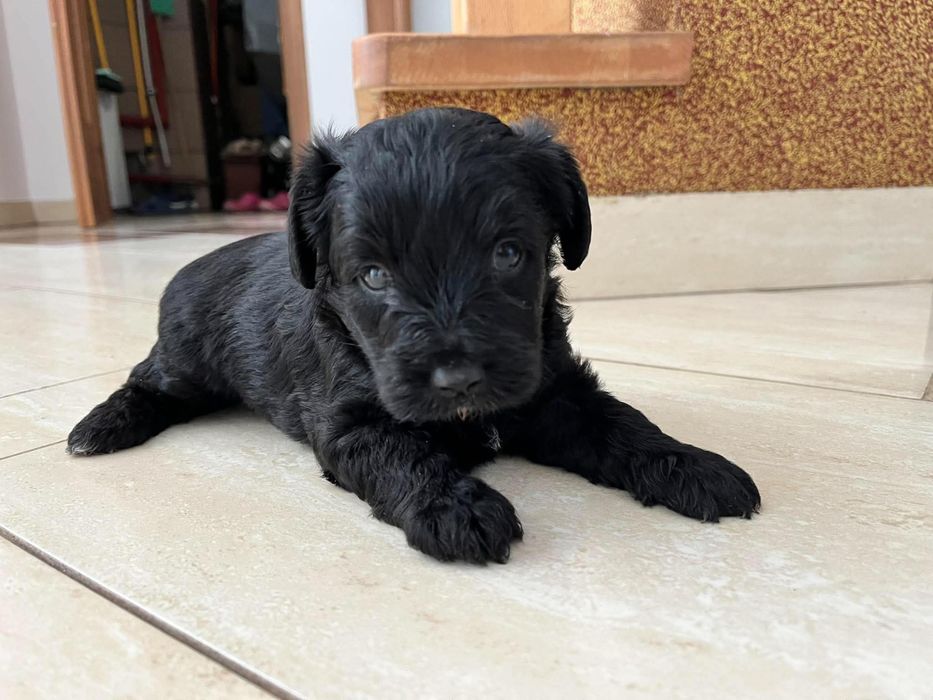 Piekny Pudel Toy