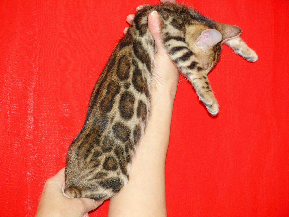 Бенгальські кошенята