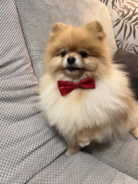 Шпіц хлопчик вʼязка 4 роки вязка