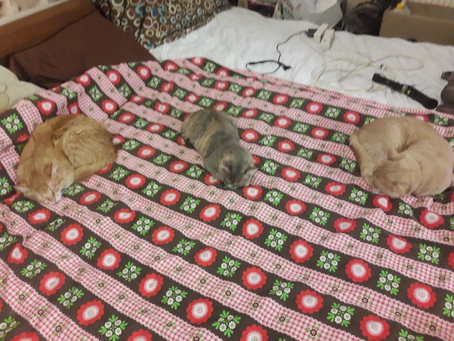 Котики безкоштовно