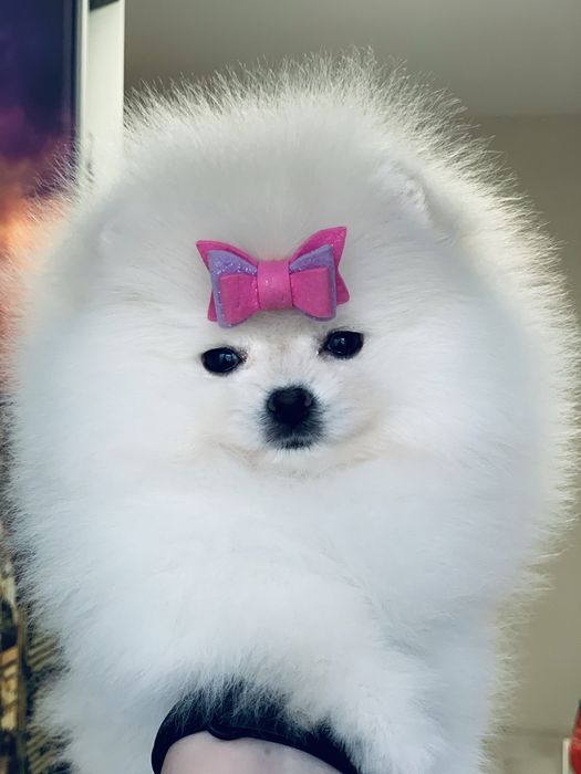 померанські шпіци міні ведмедики