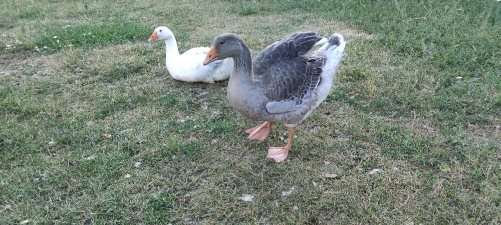 Bio Gęś Gęsi Landes Eko Duży Wybór