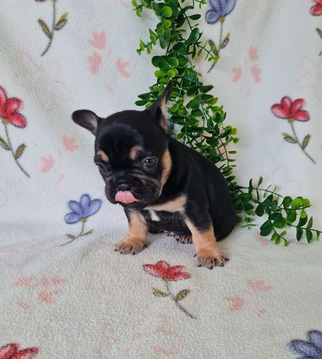 Excelente menino Bulldog/Bouledogue Francês de Qualidade