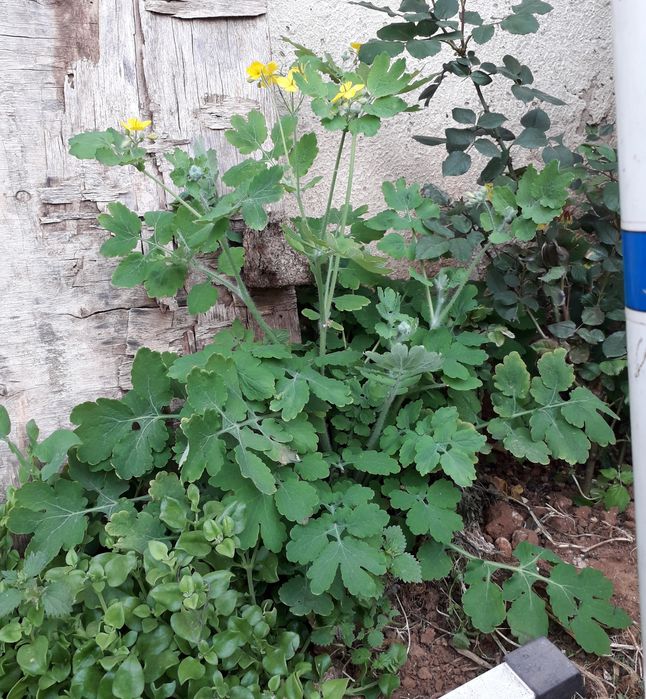 Planta Betadine pronta a ajudar