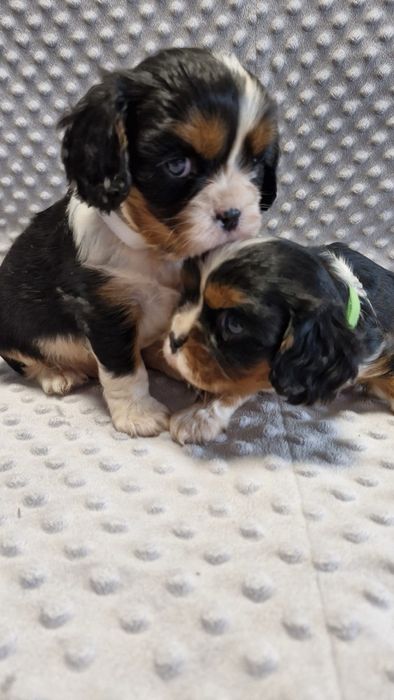 Cavalier King charles spaniel- urocze maluchy