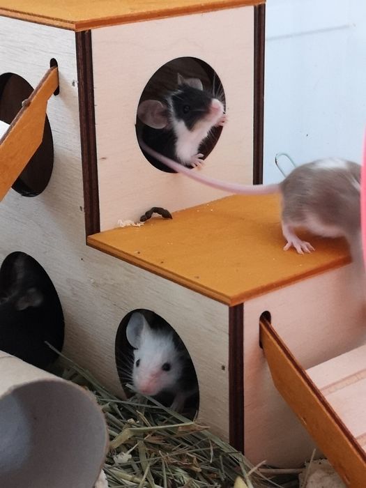 Myszki/Myszy hodowlane/Karmówka