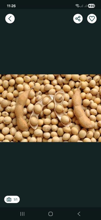 Продам суху  сою гмо