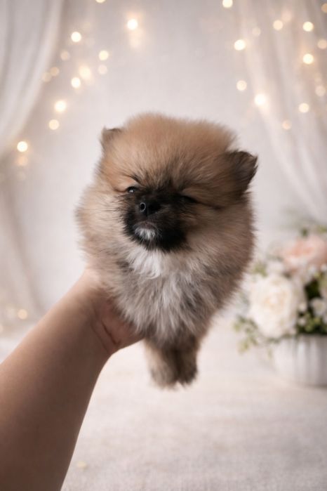 Pomeranian szpic miniaturowy Orange xxs suczka