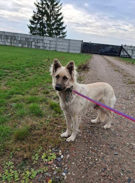 Przepiękna Iskra ,szuka domu.