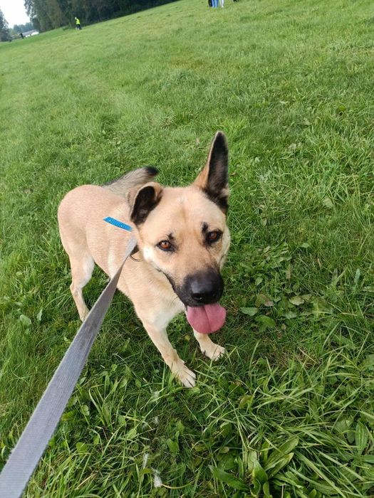 Przyjazna, do ludzi, psów  Frytka do adopcji
