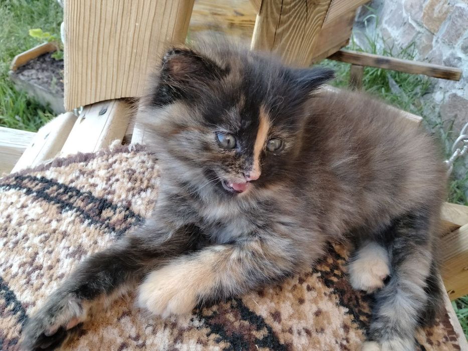 Кошеня ( дівчинка)