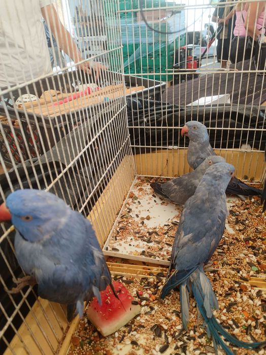 Vendo ring neck azul violeta