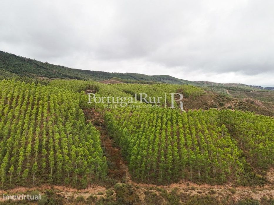 Herdade de 44 ha com eucaliptos, pinhal e terreno para plantação