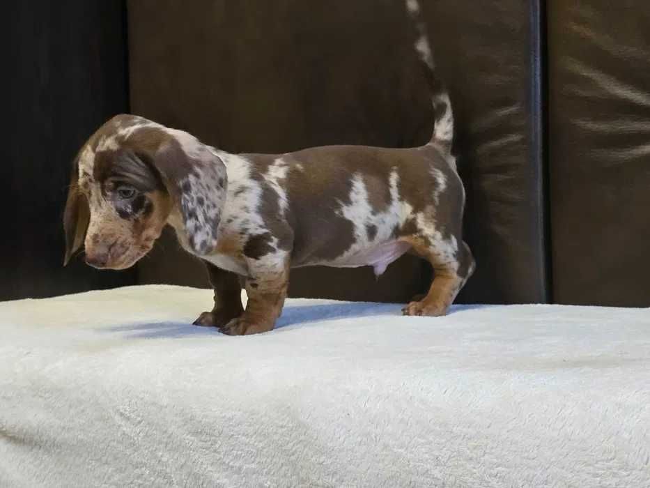 Teckel choco merle
