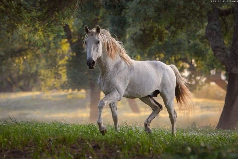 Egua lusitana Pura Montada e Prenha de cavalo pontuado