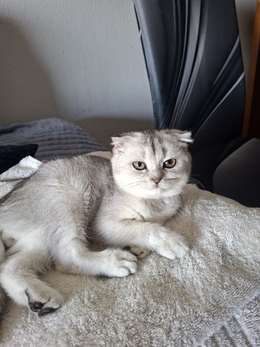 Macho scottish fold