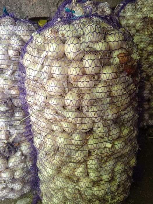 Цибуля кущівка біла