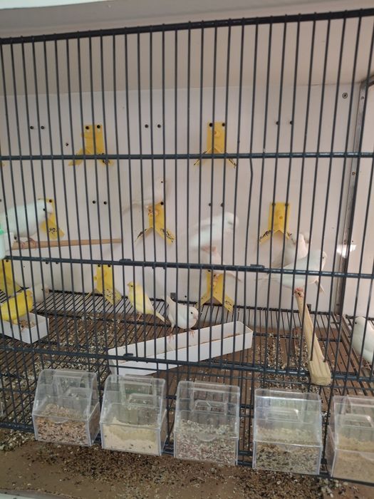 Canarios branco recessivo