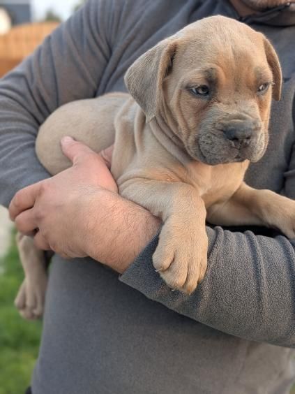 Szczeniak Cane Corso italiano