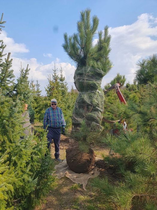 Sosna czarna PINUS NIGRA 250-400cm kopana maszyną TRANSPORT PREMIUM