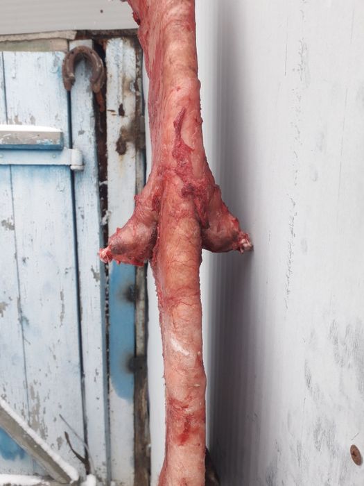 Продаю Шкура Андатры ( Выдры)