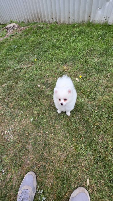 Spitz alemão branca fêmea