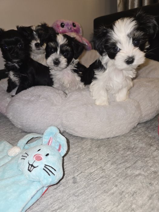 Sliczna sunia Morkie