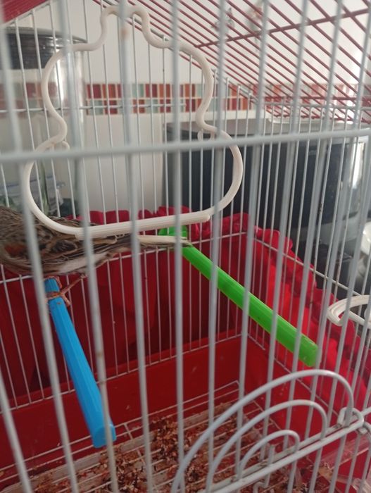 Vendo canária com gaiola