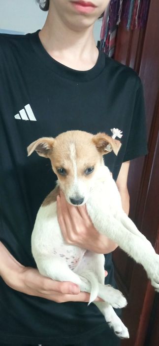 Цуцики в добрі руки