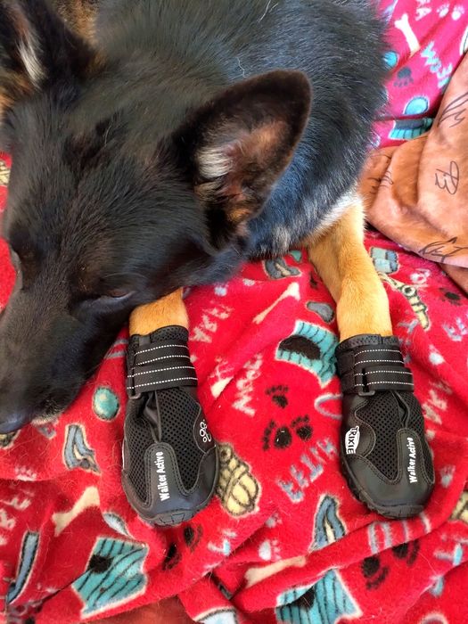 4 Botas Walker Active Trixie XL (Novas)