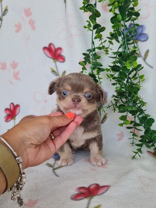 Excelente mini lilac tan menino pelo comprido Chihuahua/Chiuaua de Qualidade, Linhagem Russa