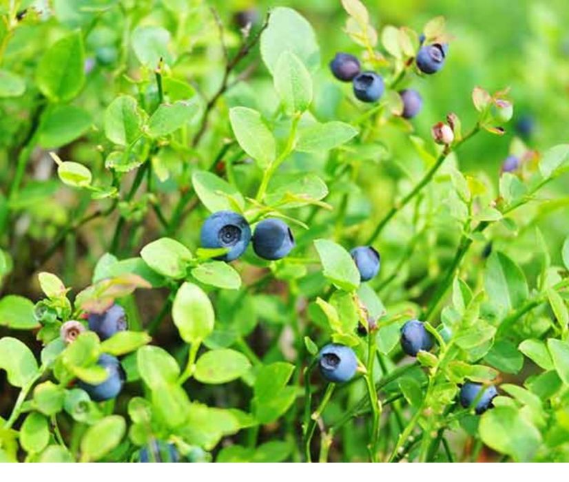 Czarna jagoda leśna