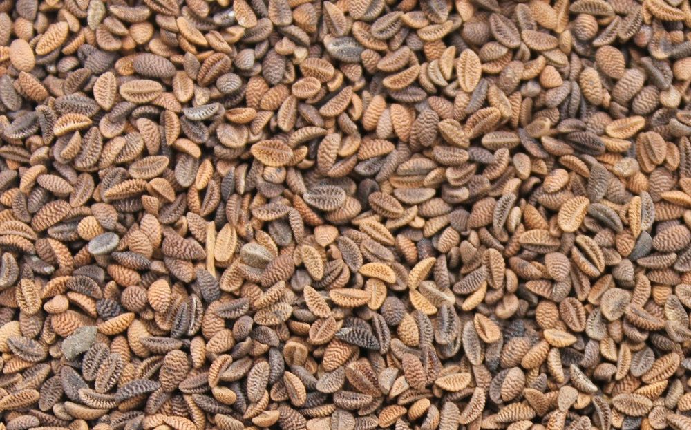 Насіння Люцерни магніченої  Еспарцет Суданка Райграс