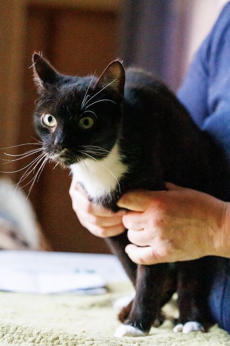 Kajtek - czarno-biały kocur czeka na adopcję