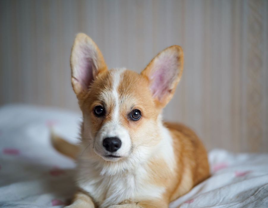Genetycznie zdrowe Corgi FCI – przebadani rodzice