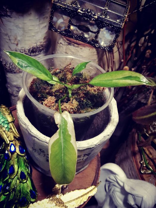 Philodendron Atabapoense Variegata duża RZADKOŚĆ Filodendron Monstera