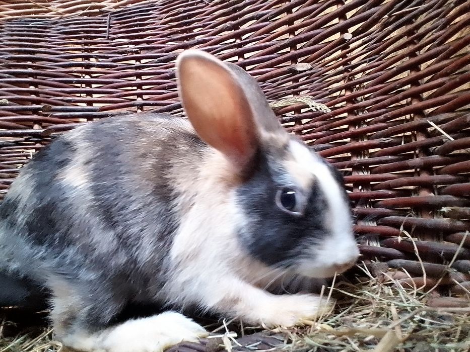 Króliczki miniaturki