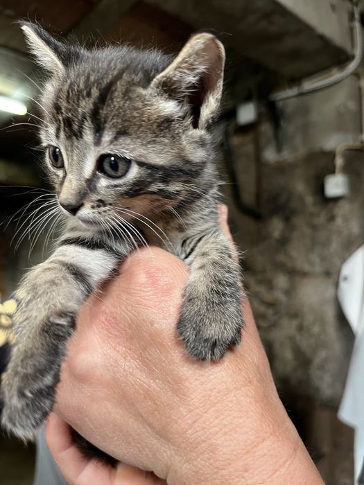 Gatinhas para adocao