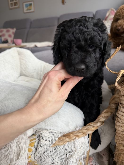 Śliczna suczka GOLDENDOODLE (mocny skręt)
