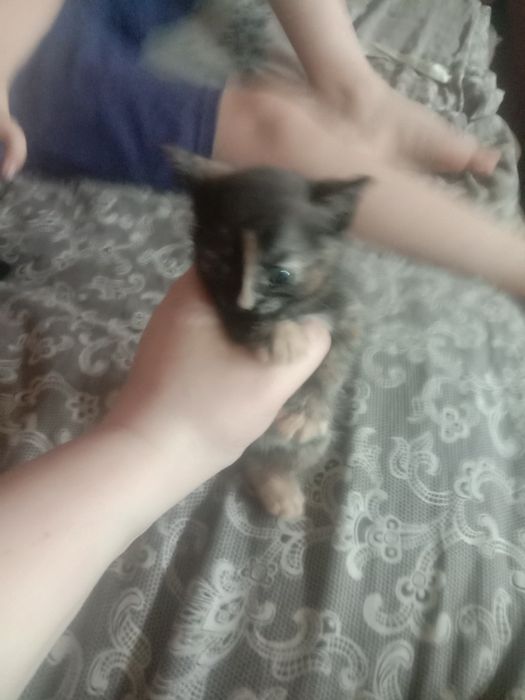 Котята ищут своих хозяев
