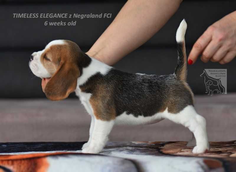 Beagle – sunia „Timeless Elegance” | hodowla Negraland