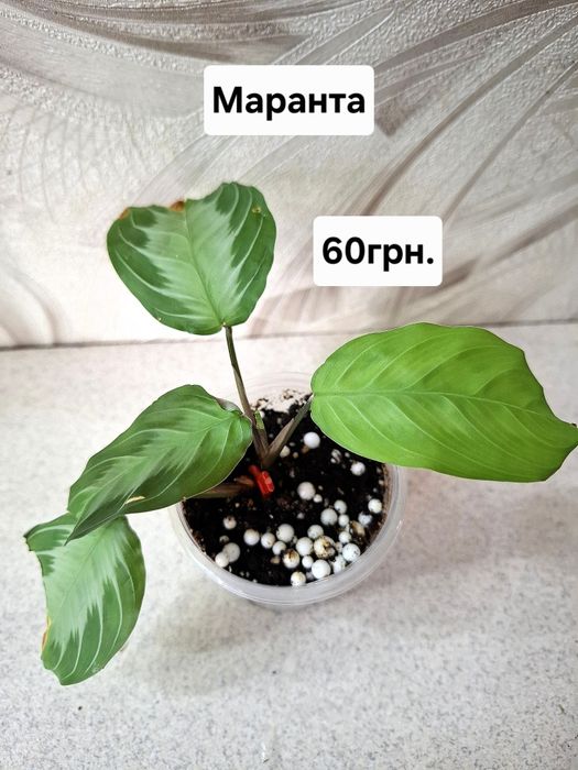 Кімнатні квіти, ціна підписана.