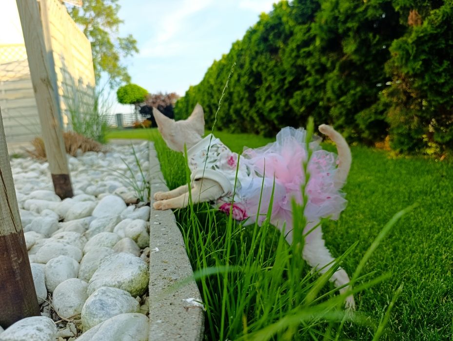 Kotka Devon rex cudo  rodowód FPL
